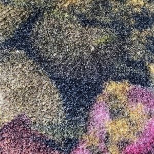 Congress-Domingo 1400